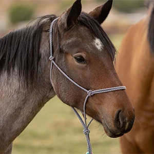 a brown and dark brown colored horse with a white star on his forehead